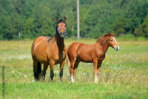 Estonian native horse mother and foal freely on the field