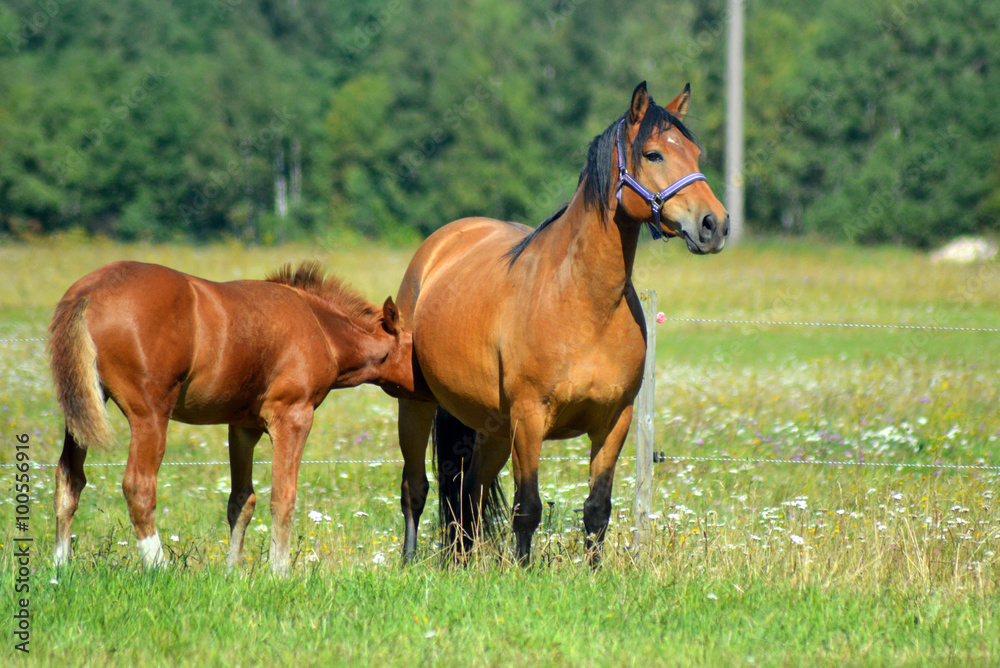 Estonian native horse mother feeding her foal in the nature