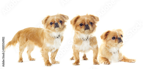 Fototapeta Naklejka Na Ścianę i Meble -  Pekingese puppy looking