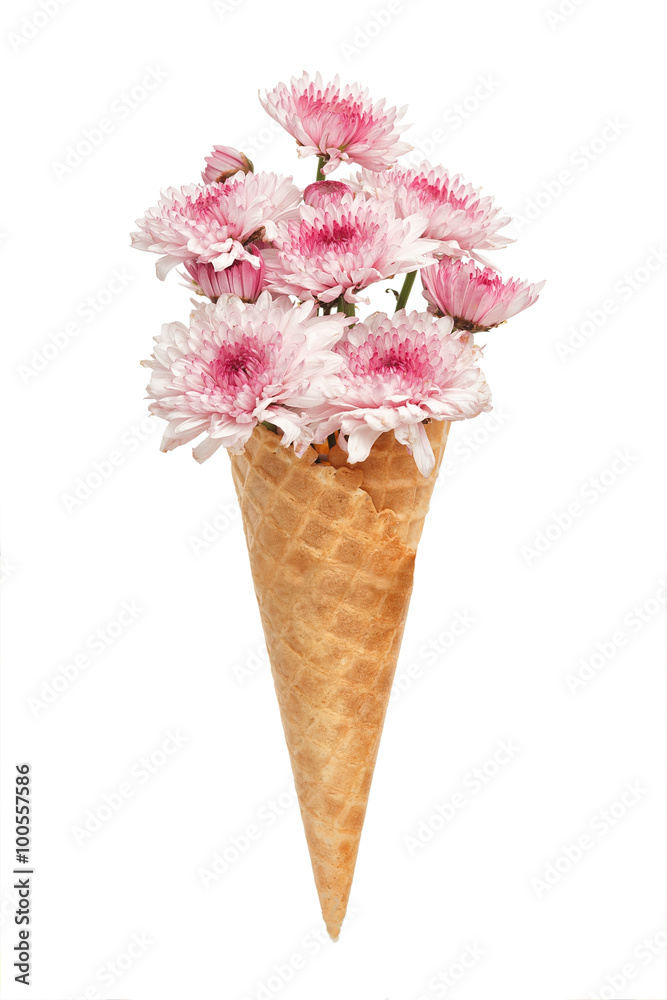 pink chrysanthemum ice cream cone flower beautiful fresh