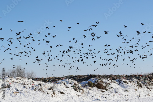 flock of birds Rook and Jackdaw