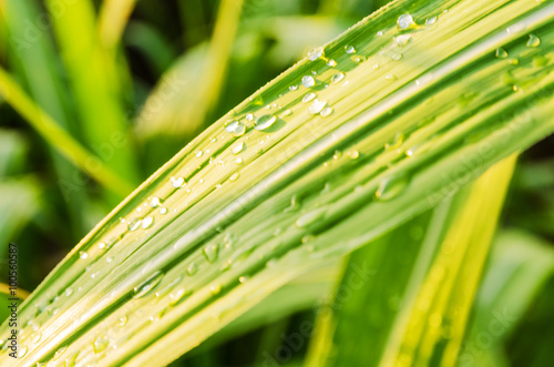 water drop on green leaf