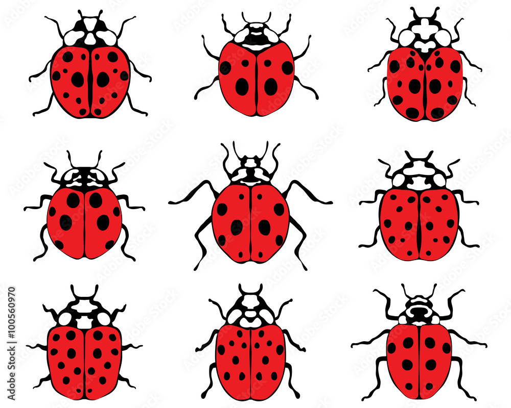 Fototapeta premium Set of different red ladybugs, vector