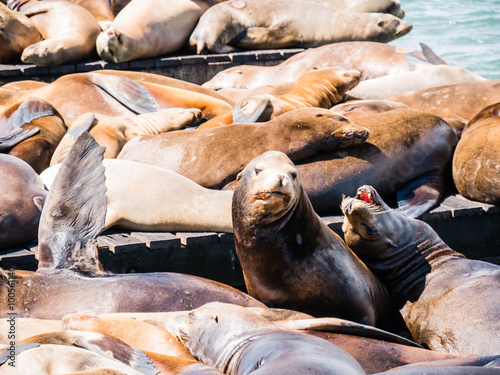 sea lions in Pier 39, San Francisco, USA