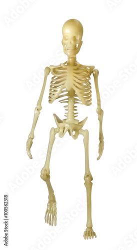 Human Skeleton / Human Skeleton on white background. © wimage72
