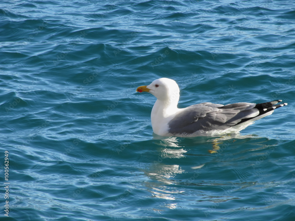 One seagull floating on the sea surface One seagull floating on the sea surface