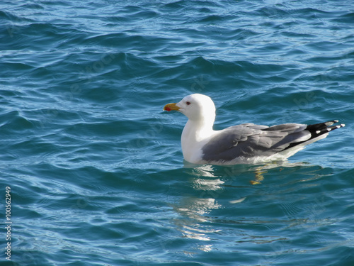 One seagull floating on the sea surface