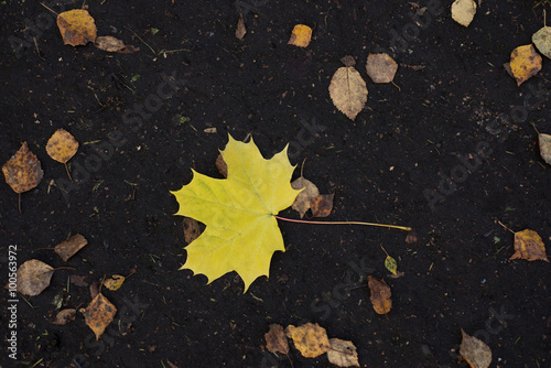 Yellow maple leaf lying on the ground