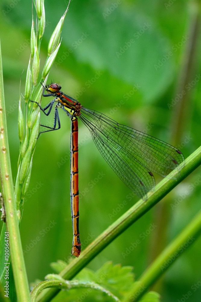 Large red damselfly (Pyrrhosoma nymphula) at rest. A damselfly in the family Coenagrionidae at rest on grass with abdomen angled downwards
