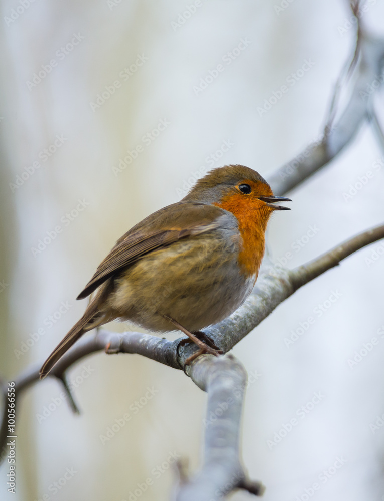 robin bird resting on a tree branch robin bird resting on a tree branch