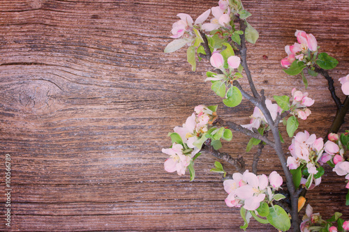 twigs with apple flowers