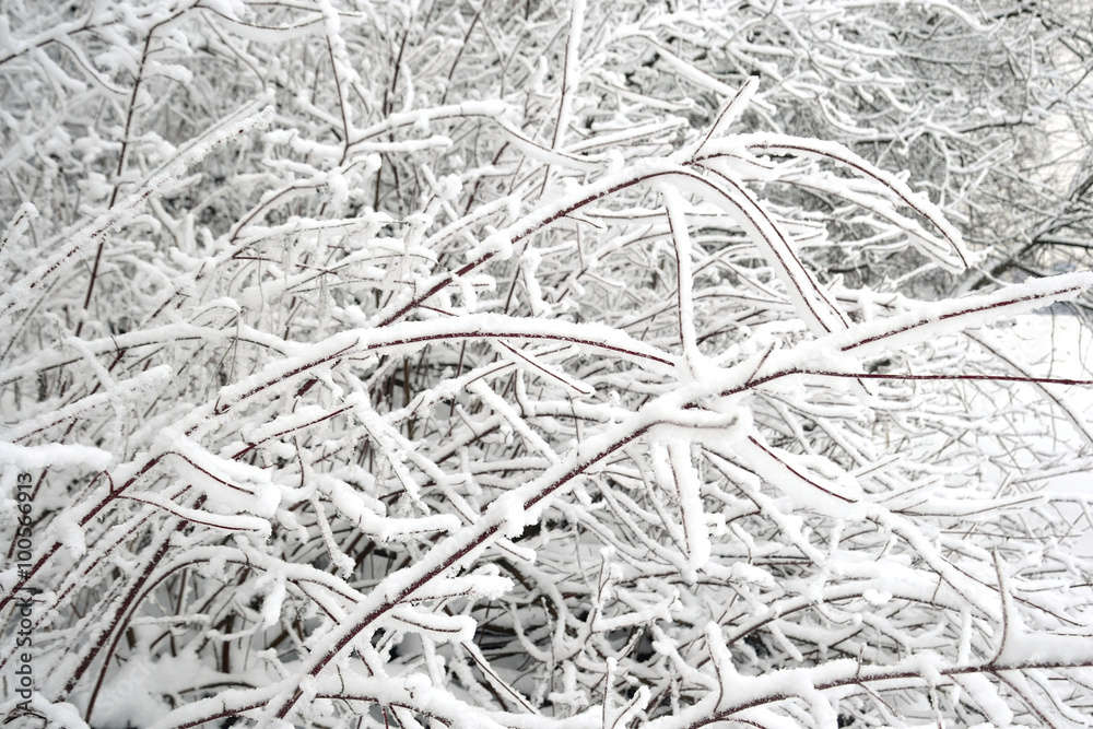 Fototapeta premium Winter landscape with snow covered trees.