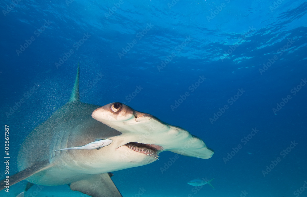 Obraz premium Great hammerhead shark