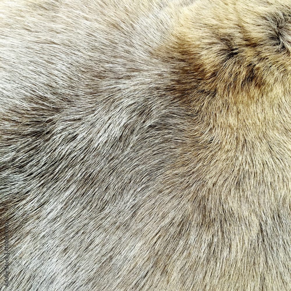 Natural fur background