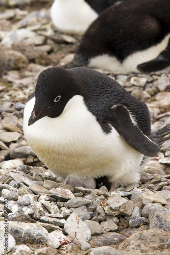 Adelie penguin hatching chick