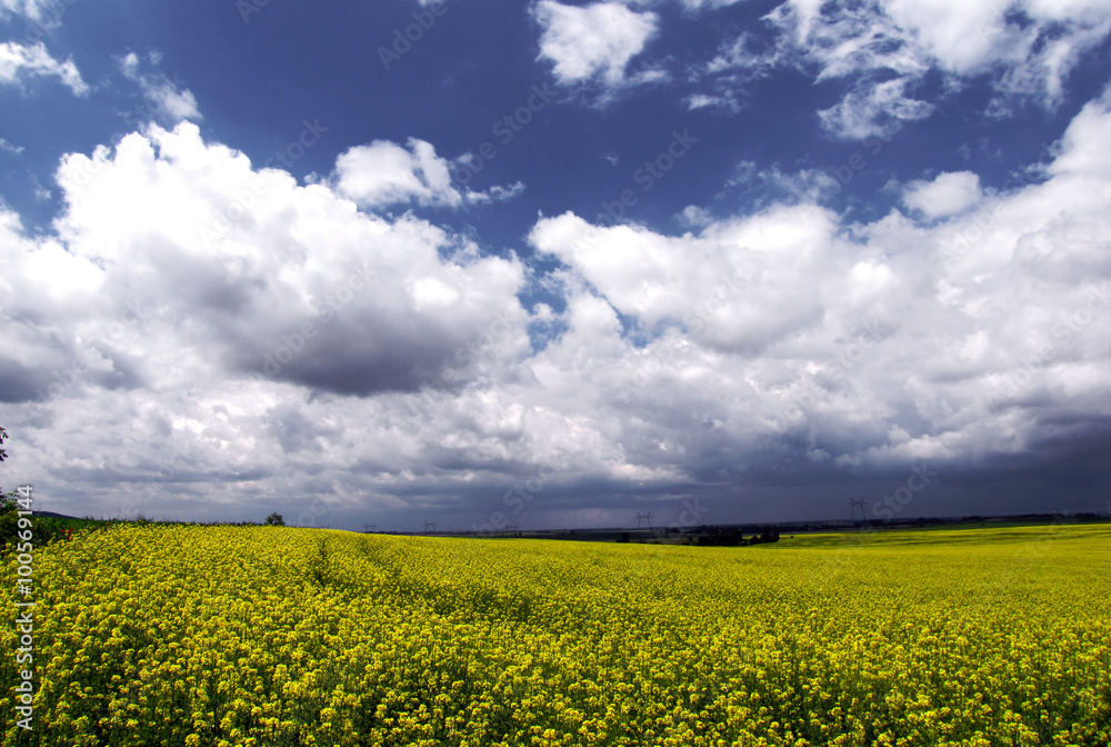 Obraz premium Rapeseed field picturesque landscape.