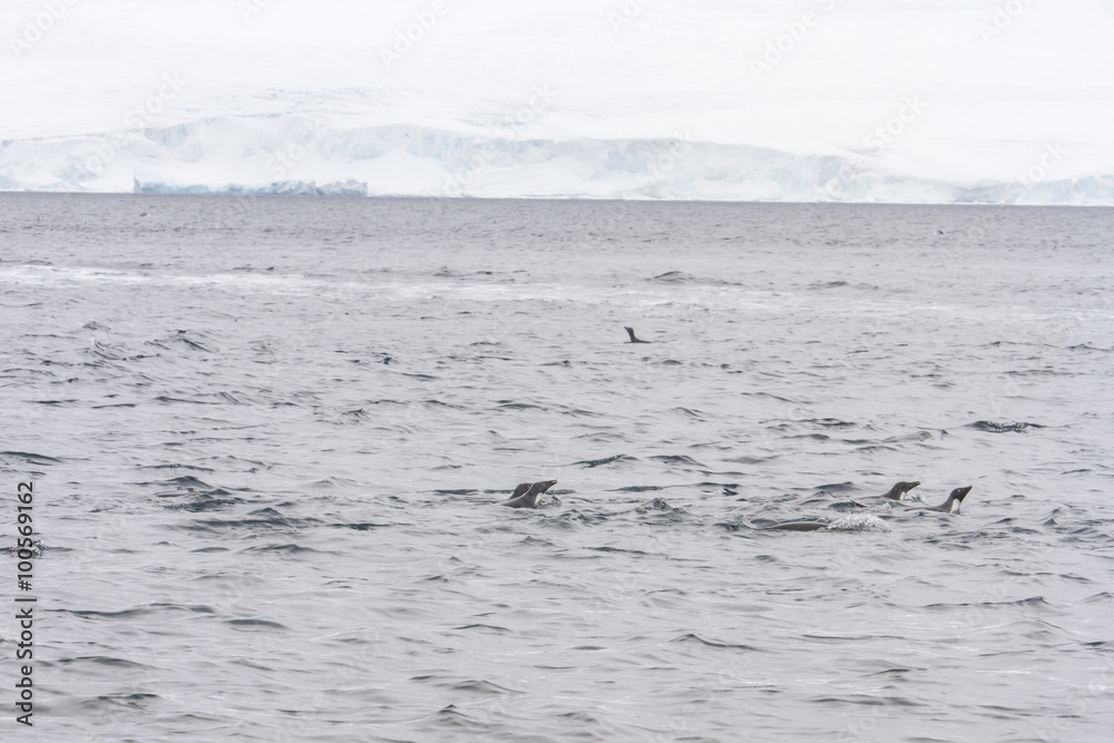 Fototapeta premium Adelie penguins swimming in open waters