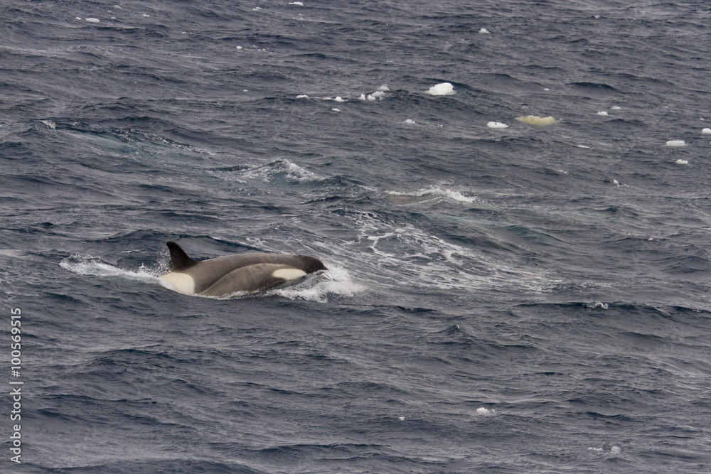 Fototapeta premium Orca breaching in Antarctica