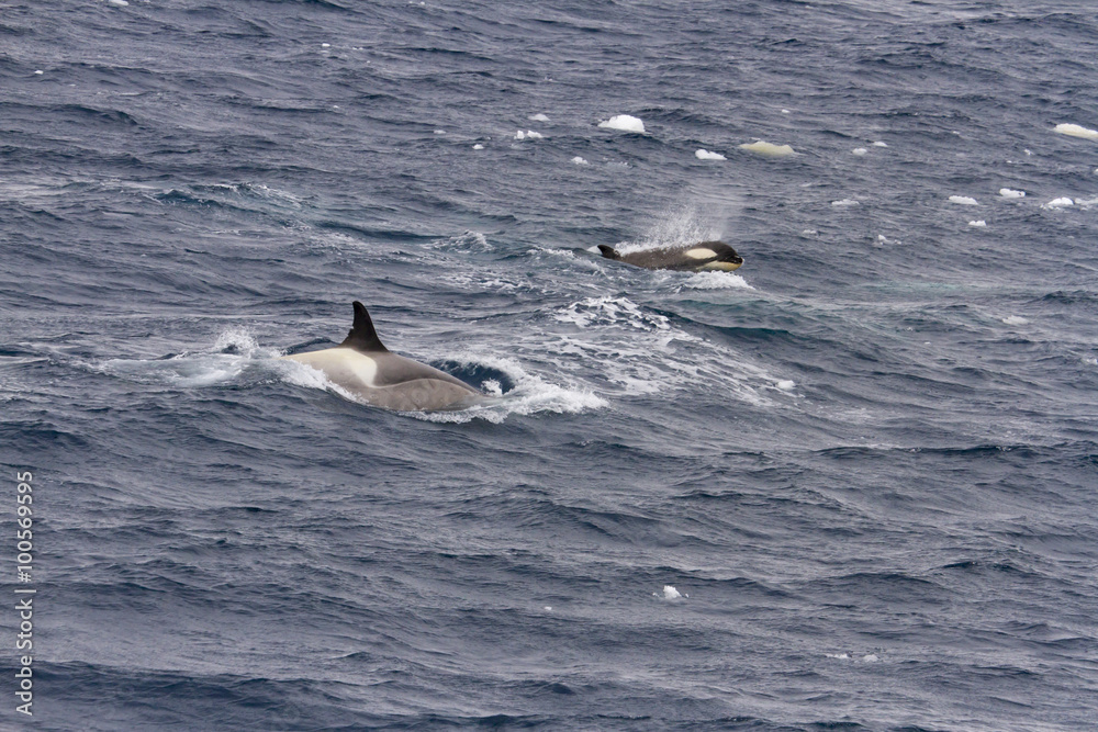 Naklejka premium Orca with calf in Antarctica