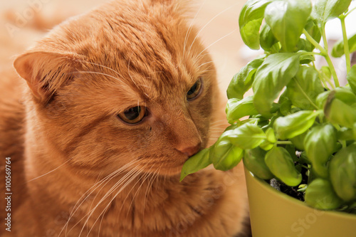 red cat and a natural green basil
