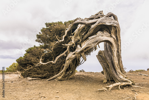 Old juniper tree El Sabinar of El Hierro island - Canary islands - Spain Fototapet