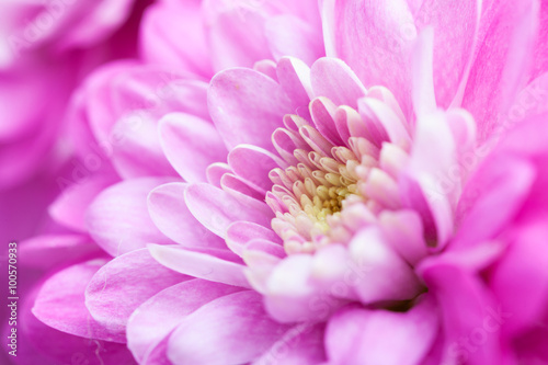 Close up of colorful flowers