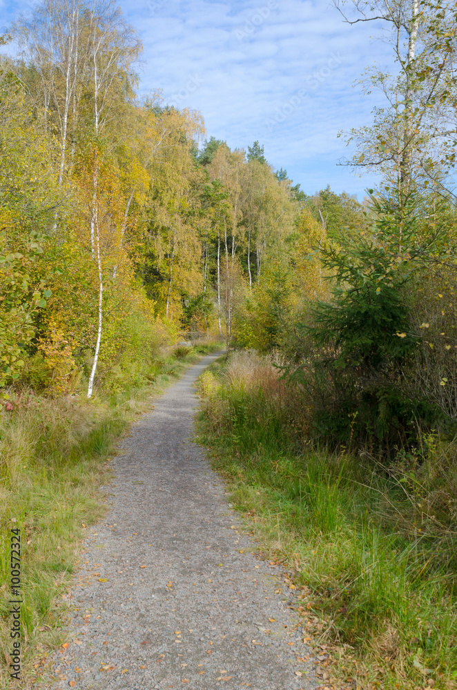 Naklejka premium one authumn day