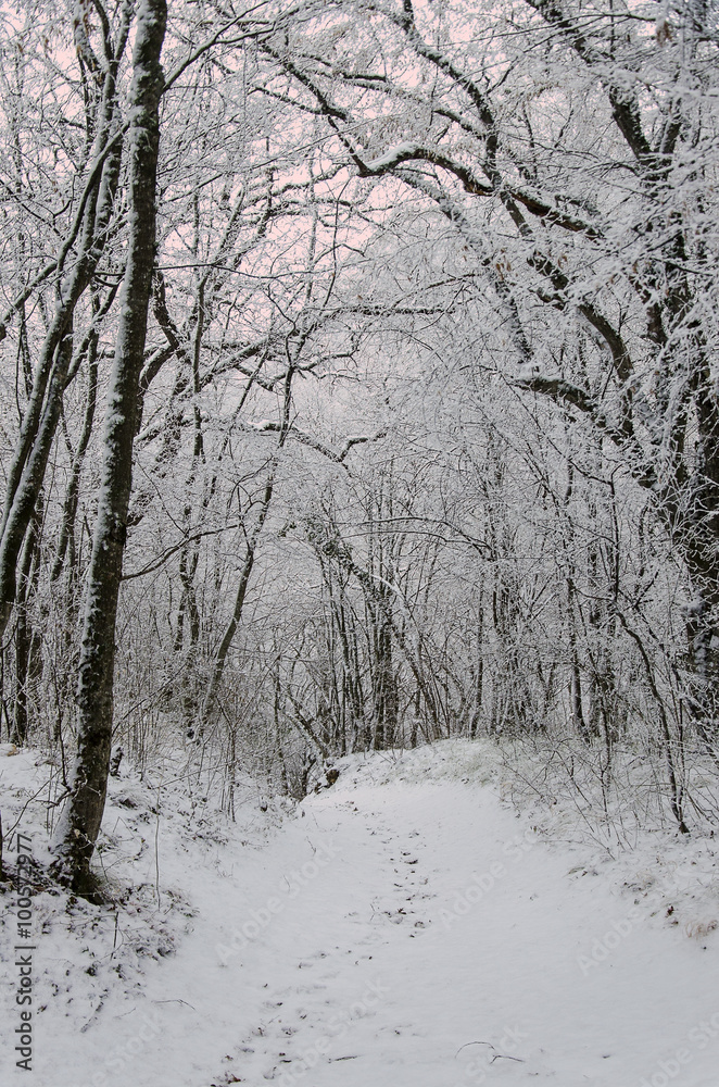 footpath in winter forest footpath in winter forest