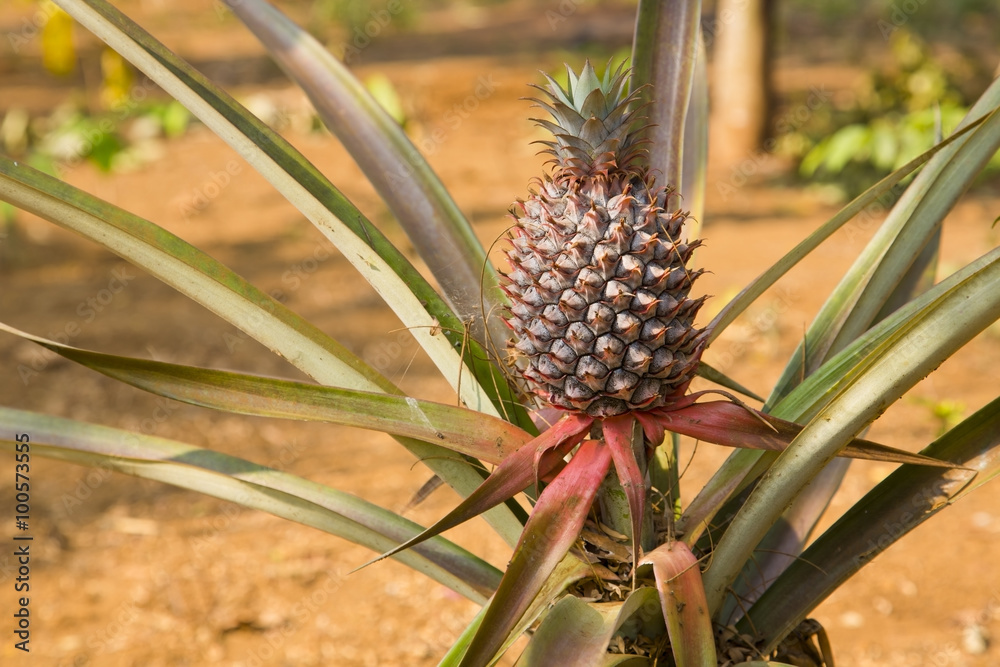 pineapple fruit plantation field, farm land, laos pineapple fruit plantation field, farm land, laos