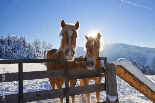 Fototapeta Naklejka Na Ścianę i Meble -  Haflinger mit Sonnenschein