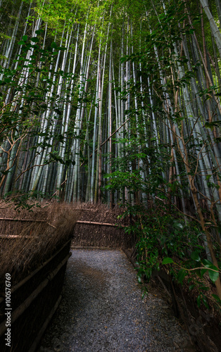 Path inside a Bamboo forest in Kyoto