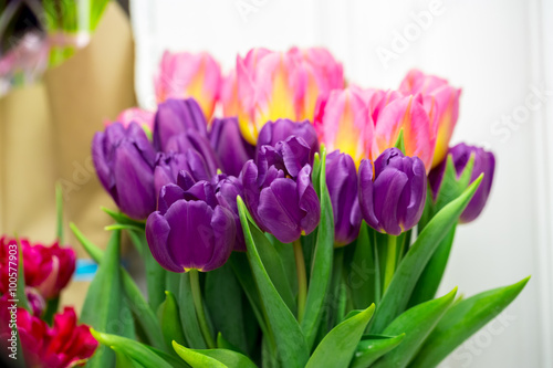 Beautiful pink and purple tulips. A bouquet of flowers for March 8  or Valentine s day