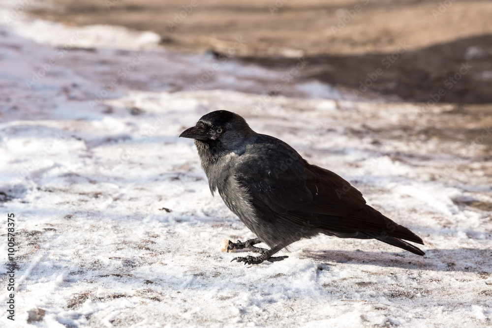 Fototapeta premium Common raven (Corvus corax). Wild life animal.
