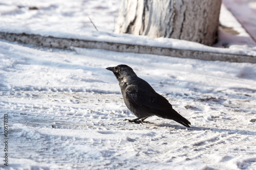 Common raven (Corvus corax). Wild life animal.