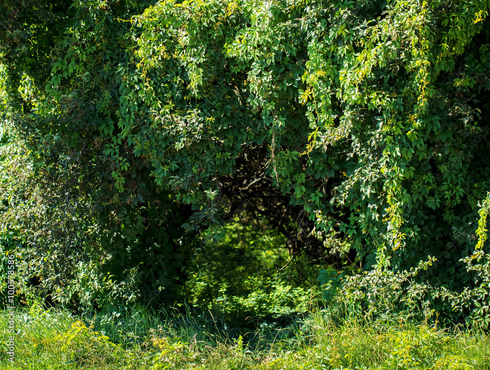 Obraz premium Walkway with trees