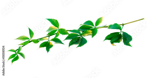 Green twig of grapes leaves (Parthenocissus quinquefolia foliage © BSANI