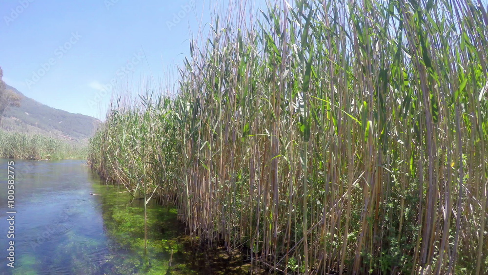 boat trip, reeds, bizarre underwater of azmak river, turkey. boat trip, reeds, bizarre underwater of azmak river, turkey.