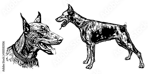 doberman pinscher