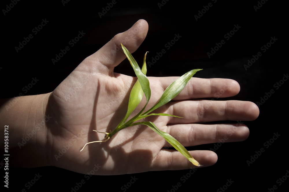 wheat corn growth wheat corn growth