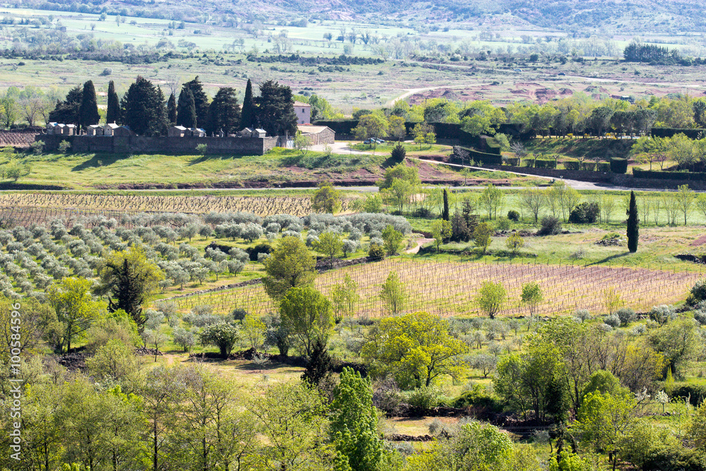 paysage du sud de la France cyprès et oliviers et en arrière-plan un cimetière