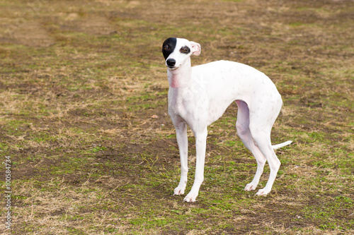 Whippet looks. The Whippet stands in the city park. © volofin