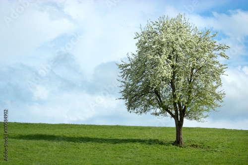 cerisier fleuri dans un pré vert avec ciel bleu gris