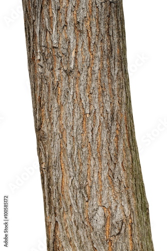 Tree bark texture isolated on white, oak wood background