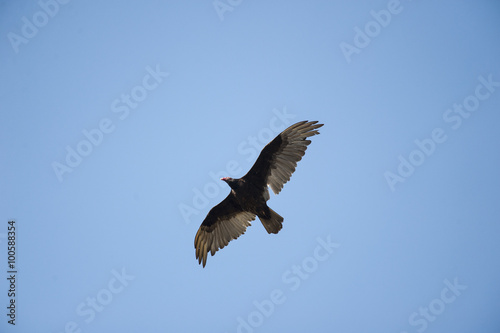 Turkey Vulture overhead © Vinoverde