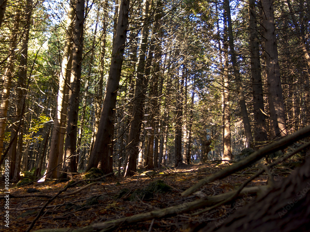 Obraz premium Cedar Wood Forest