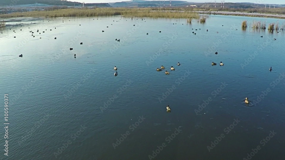 AERIAL view of flying ducks in the lake, SLOW Motion. Flock of Birds flying over winter lake. AERIAL view of flying ducks in the lake, SLOW Motion. Flock of Birds flying over winter lake.