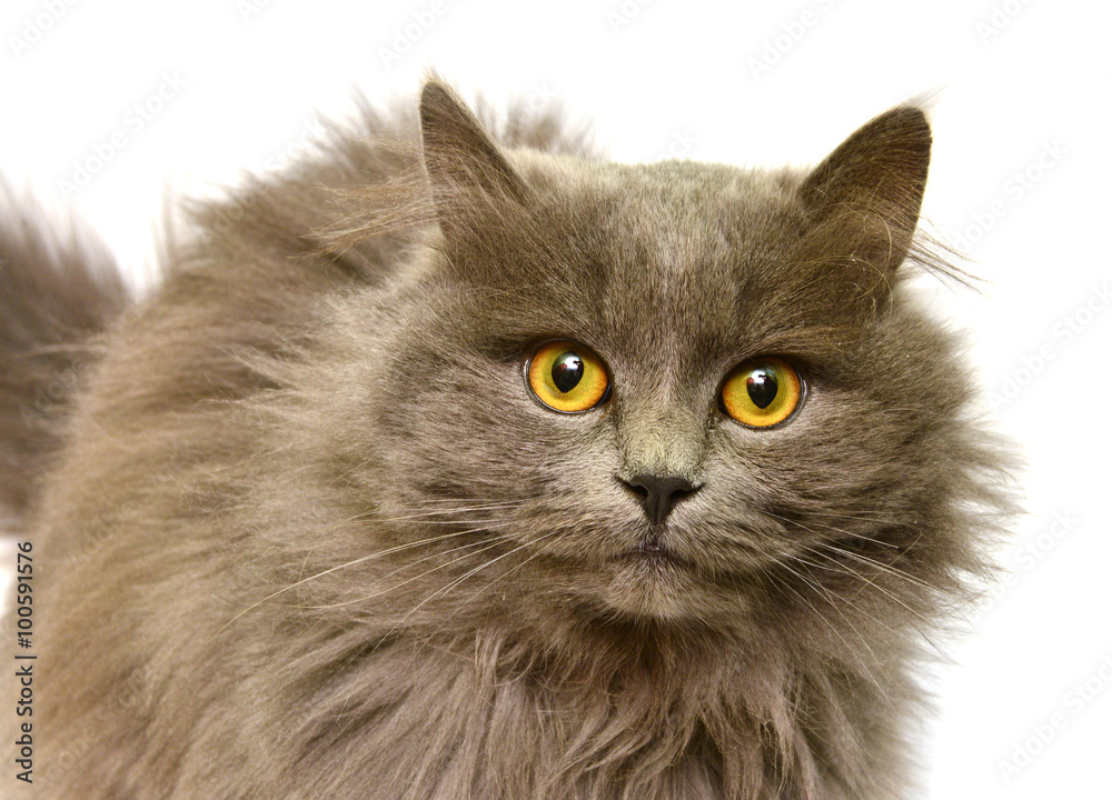 Beautiful fluffy British cat