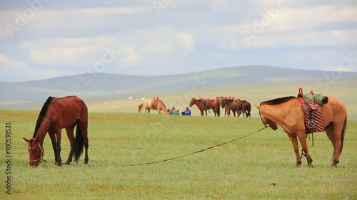 mongolian horses in vast grassland, mongolia photo