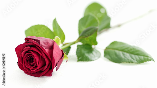 red rose on white background  shallow depth of field