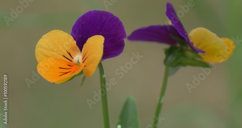 Viola Tricolor, Heartsease, Flower on The Field Closeup photo